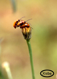 coleo102 c.jpg